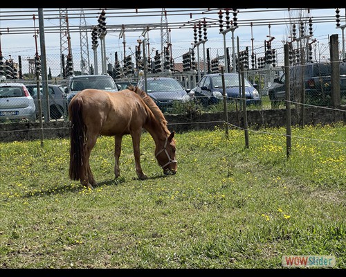 Ginger al paddock